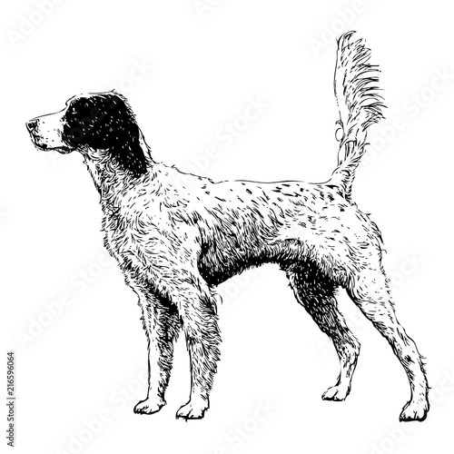 English setter