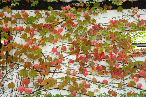 秋蔦の紅葉