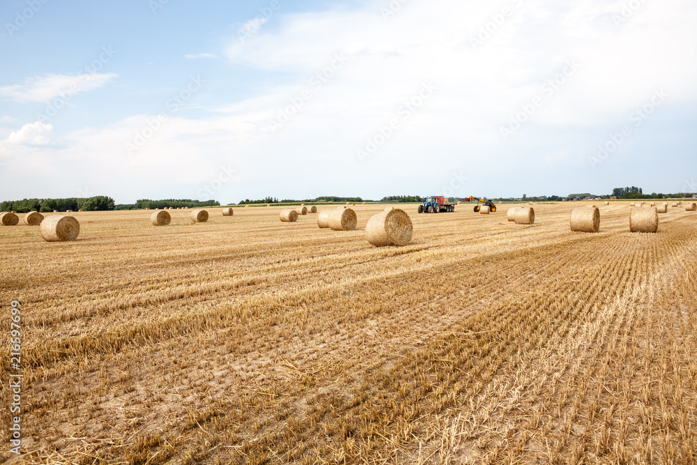 Fototapeta premium An hay bale