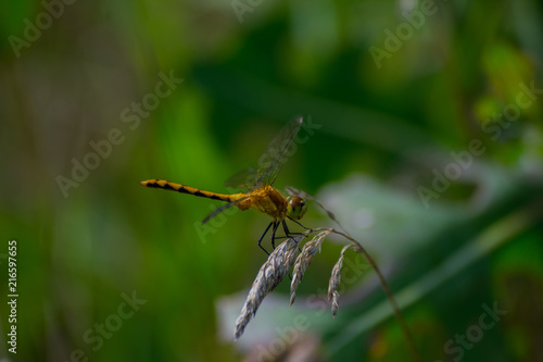 Dragonfly © Jordan Krey