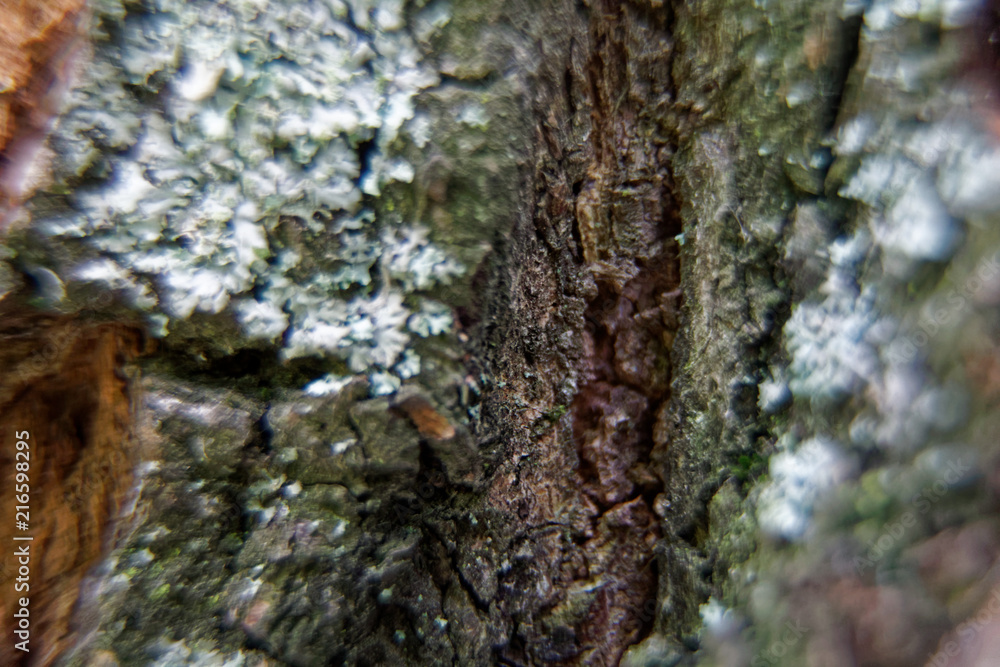 Tree bark texture, wooden background. Tree bark texture, wooden background.