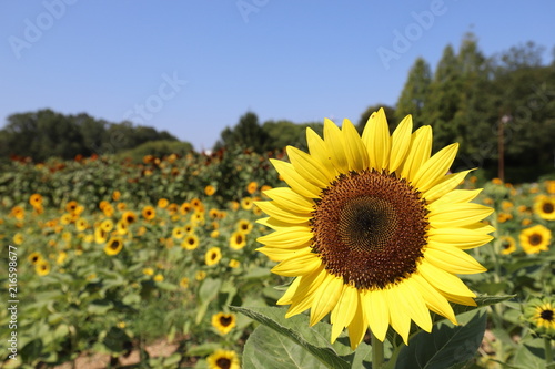 Fototapeta Naklejka Na Ścianę i Meble -  馬見丘陵公園　ひまわりウィーク