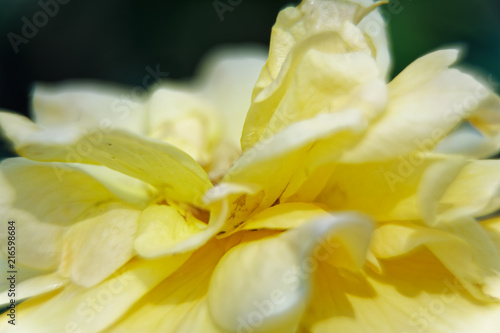 Yellow spring flowers on tree branch in sunny day, good for postcard.