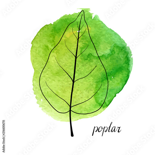 vector leaf of poplar tree