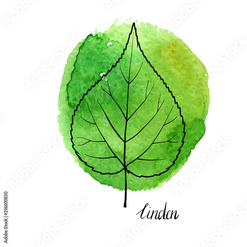 vector leaf of linden tree