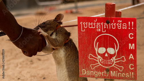 Photos Landmine Rat