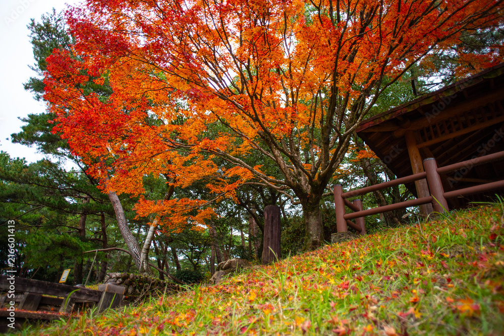 Naklejka premium 秋 紅葉17