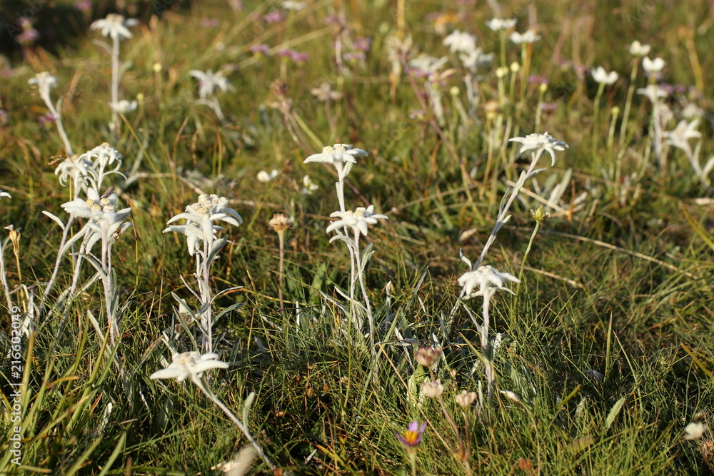 Wiese mit Edelweißblumen Wiese mit Edelweißblumen