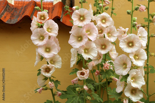 Alcea rosea (common hollyhock) is an ornamental plant in the Malvaceae family. A flower on the background a yellow wall. photo