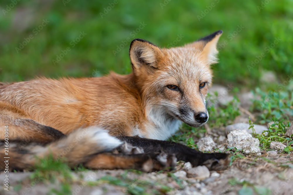 Portrait of a red fox (Vulpes vulpes)