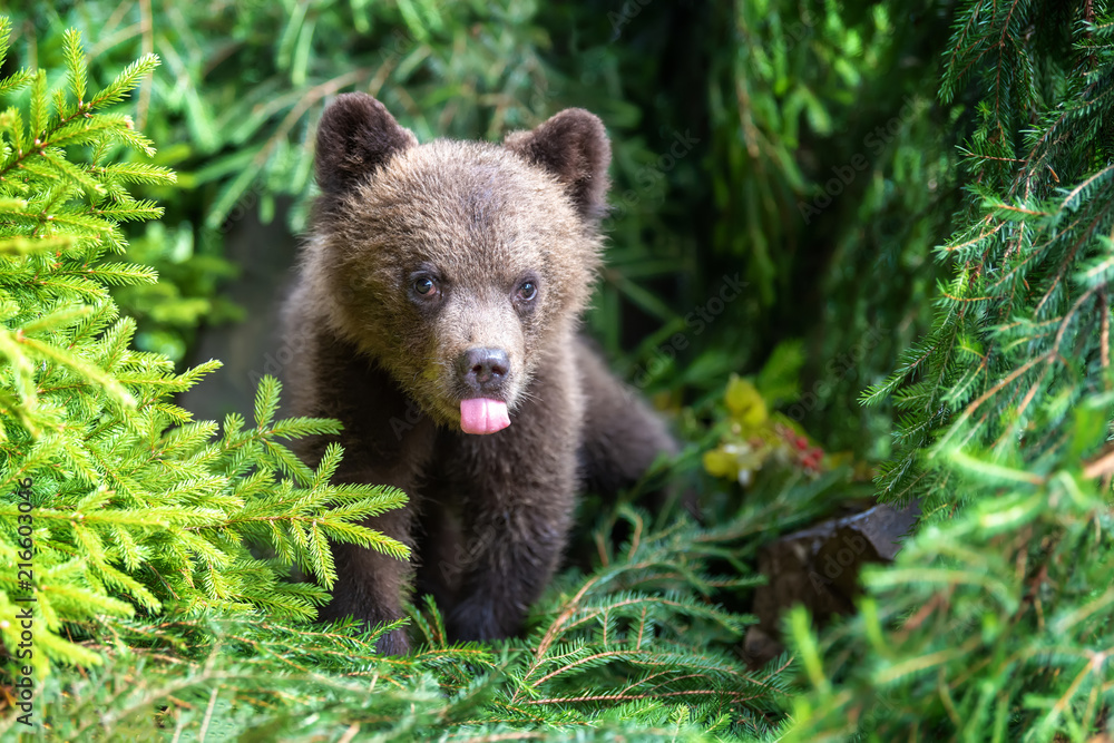 Cub of brown bear in the forest Cub of brown bear in the forest