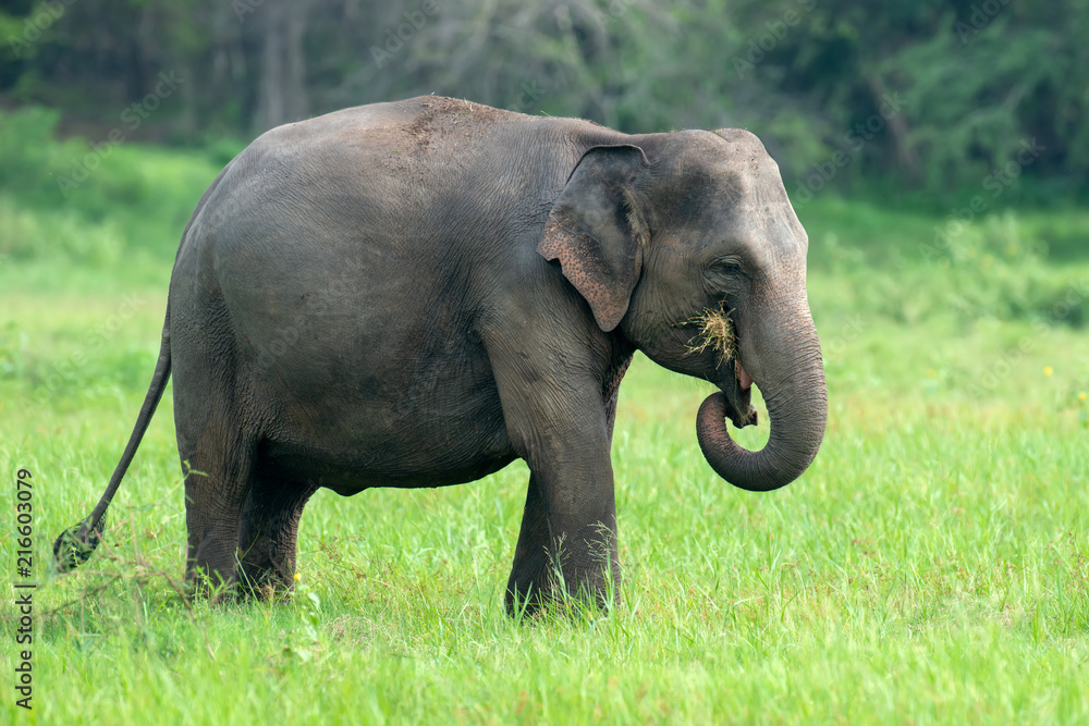 Fototapeta premium Elephants in National Park of Sri Lanka