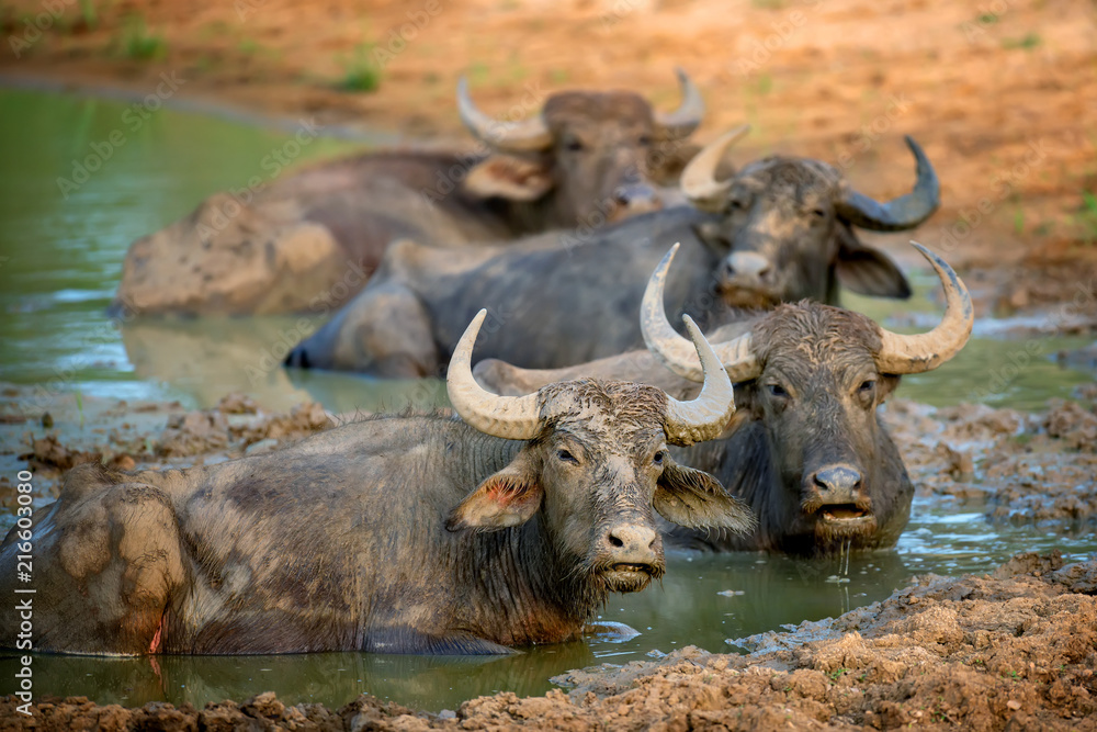 Water buffalo are bathing in a lake Water buffalo are bathing in a lake