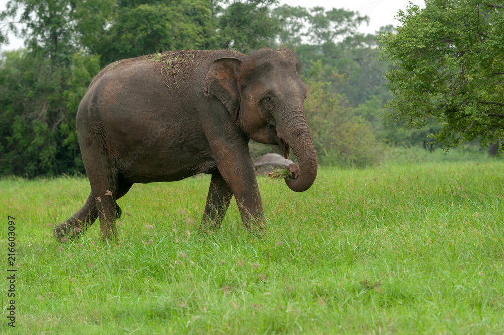 Fototapeta premium Elephants in National Park of Sri Lanka