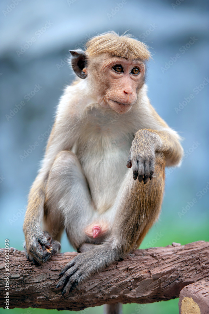 Naklejka premium Monkey in the living nature