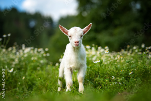 Goat on a pasture © byrdyak