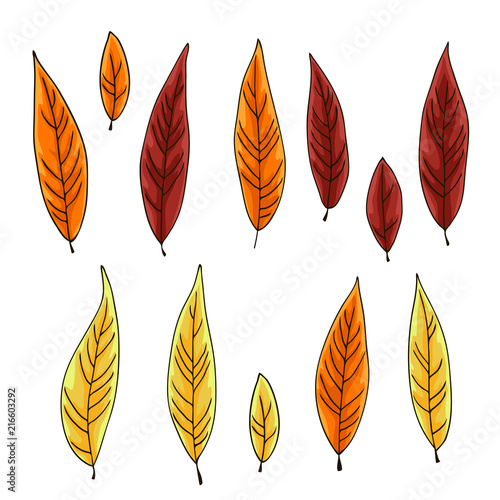 vector contour color yellow orange red willow tree leaf autumn fall season park on white vertical pattern