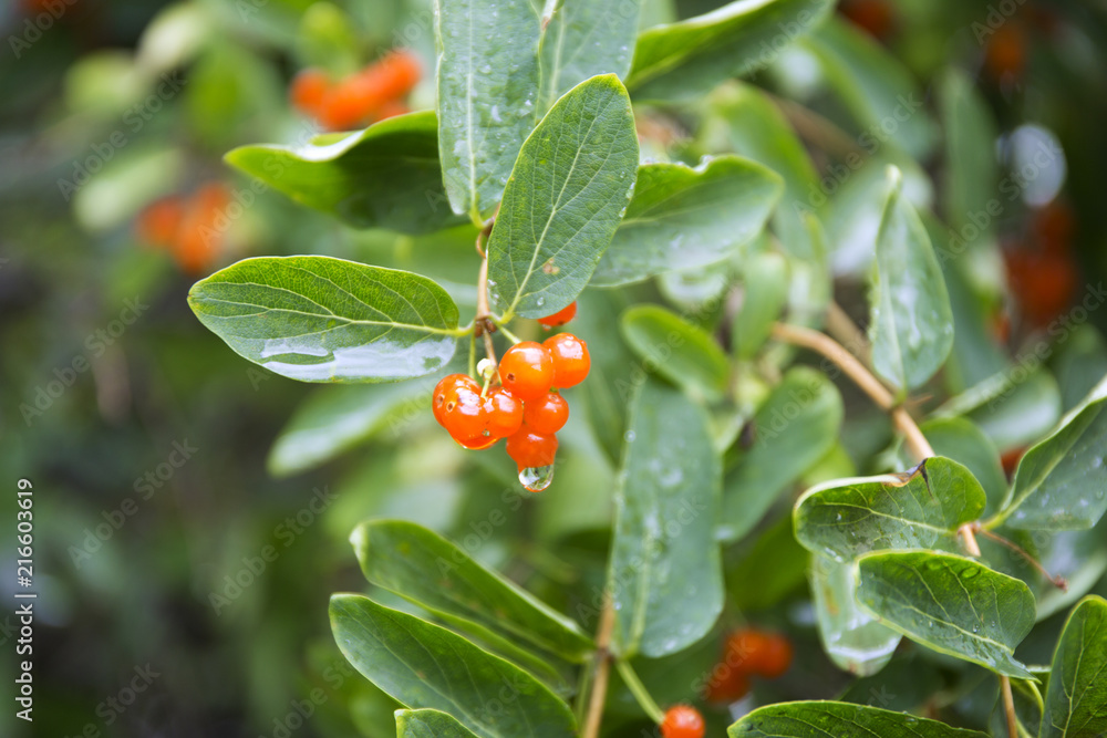 Orange closeup berries. Wolfberry bush with dew drops. Fresh green blurred background. Orange closeup berries. Wolfberry bush with dew drops. Fresh green blurred background.