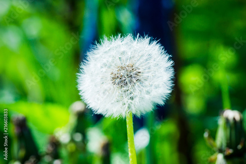 Fototapeta Naklejka Na Ścianę i Meble -  Beautiful dandelion in the field. Selective focus. Shallow depth of field.