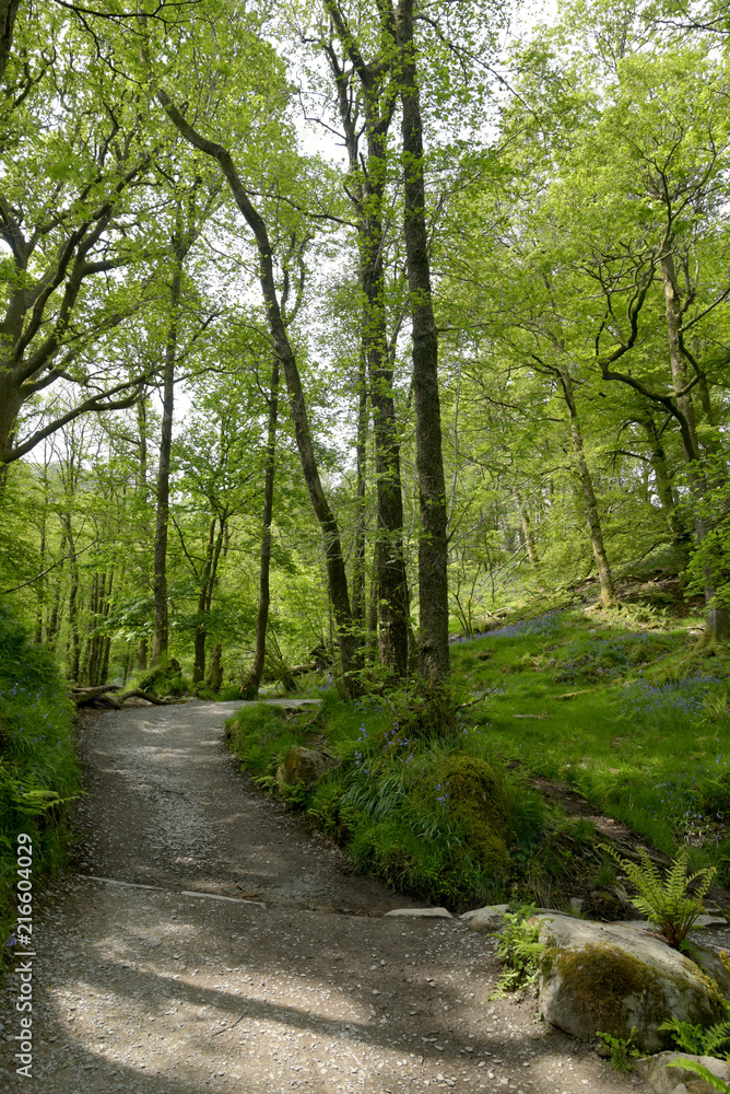 Path through woods by Rydalwater, Lake District
