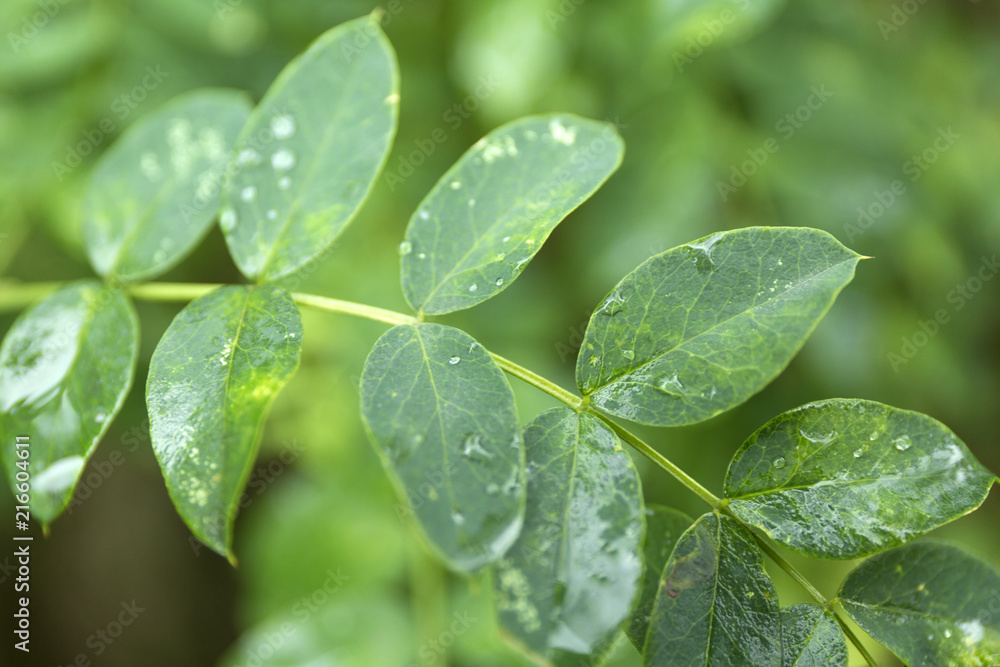 Fototapeta premium Green leaves with water drops. Macro dew drop leaf on blur background.