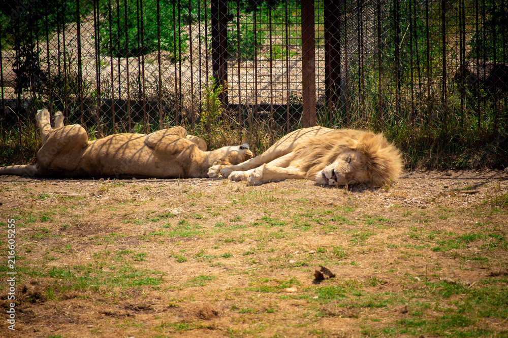 .two lions lie on the ground