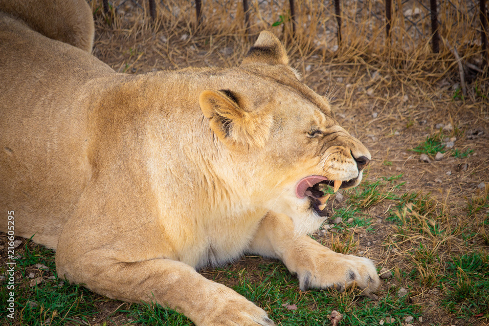 Naklejka premium the lion lies on the ground