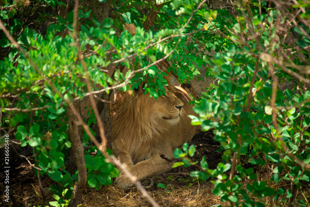 Naklejka premium the lion lies on the ground
