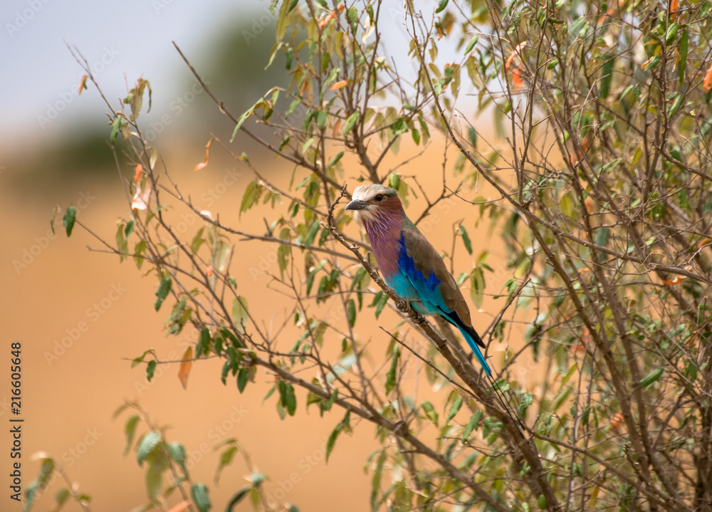 Fototapeta premium Birds
