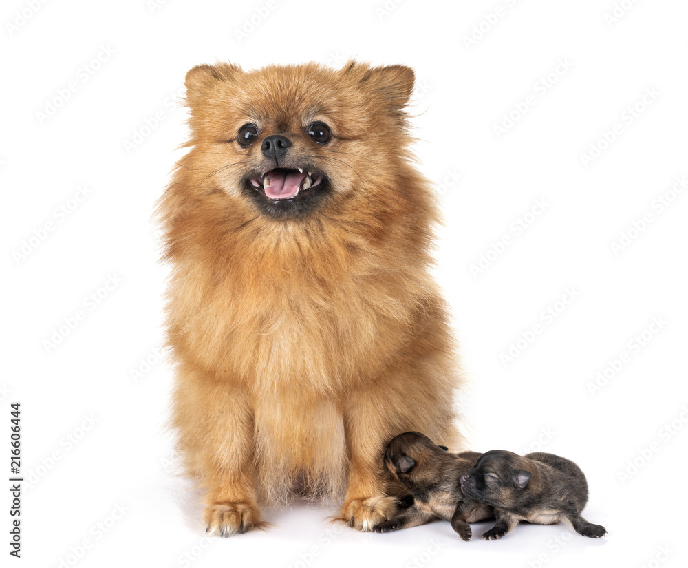 puppy pomeranian and mother