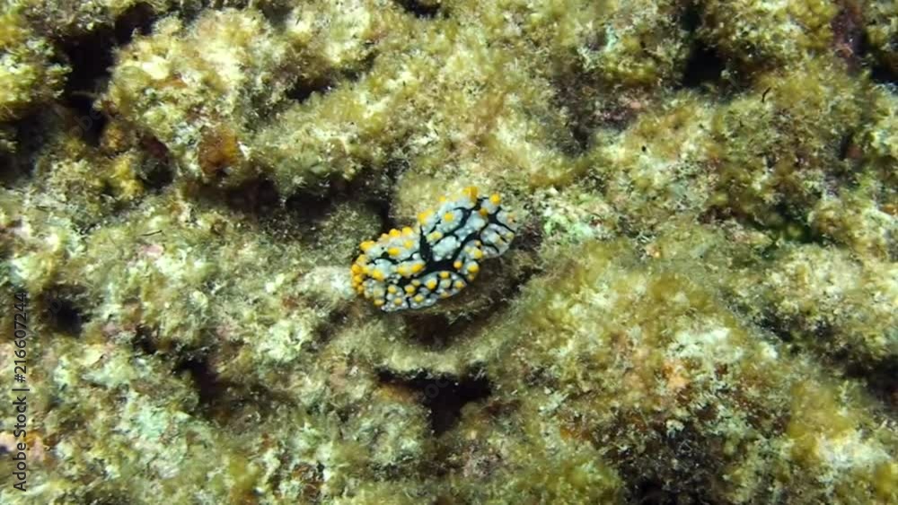 Sea slug nudibranch on seabed underwater lagoon of ocean on Galapagos. Amazing life of tropical nature world in blue water. Scuba diving. Sea slug nudibranch on seabed underwater lagoon of ocean on Galapagos. Amazing life of tropical nature world in blue water. Scuba diving.