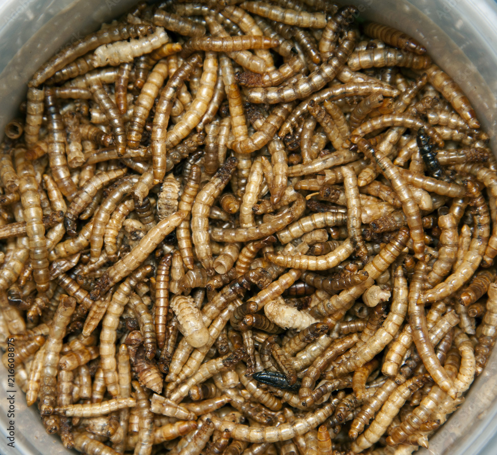 Plastic jar full of dried mealworms Plastic jar full of dried mealworms