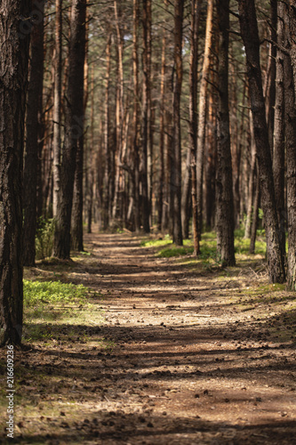 Wallpaper Mural Flora of forest. Trees and walkway during summer with sunlight Torontodigital.ca