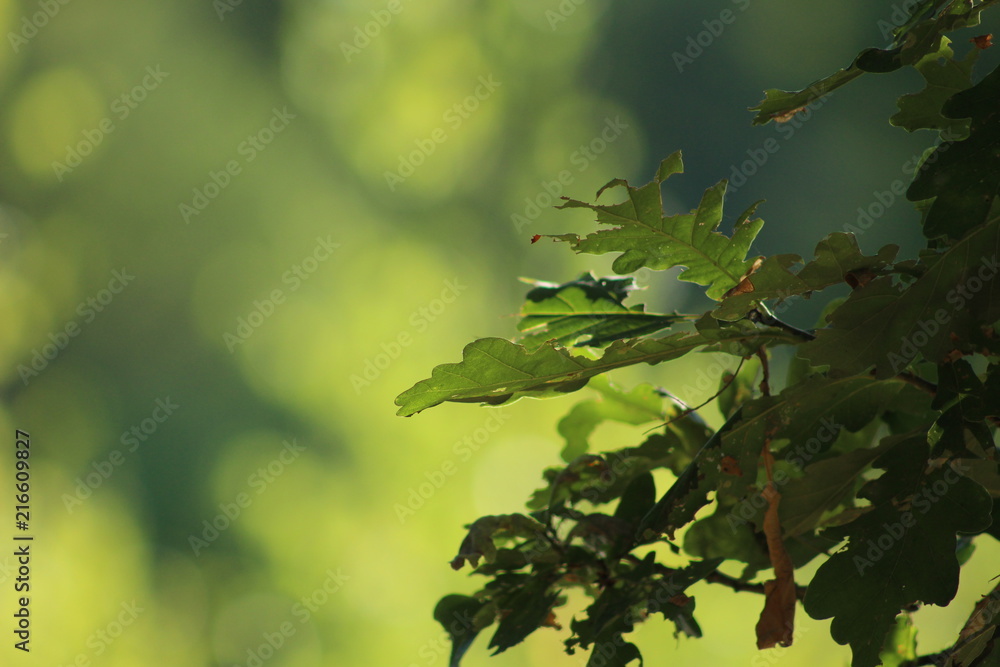 natuurlijke groene achtergrond natuurlijke groene achtergrond