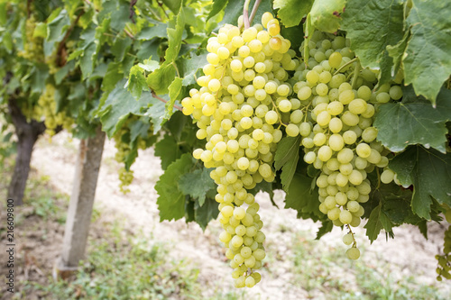 Grapes vineyard, Sultani grapes, Izmir / Turkey