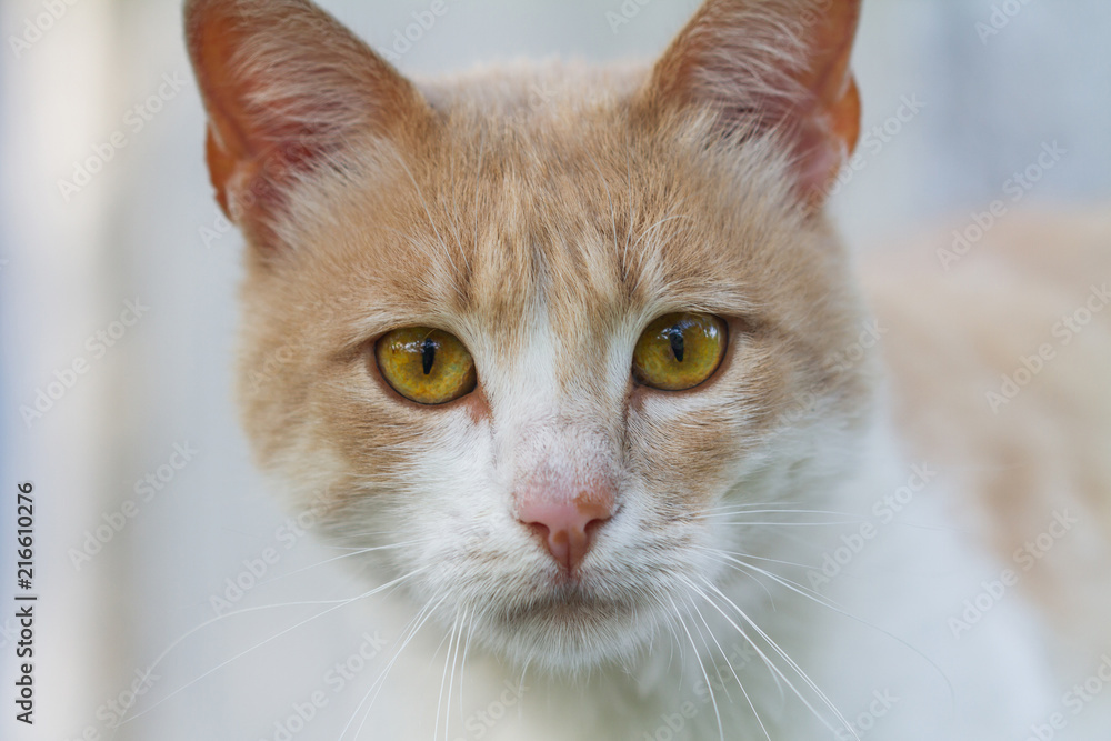Portrait of a red-haired and white homeless cat. Closeup, selective focus