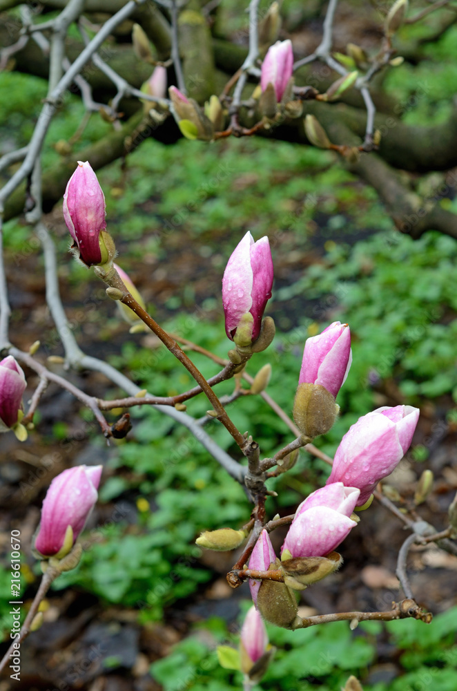 Budding magnolia in the green blurred park Budding magnolia in the green blurred park