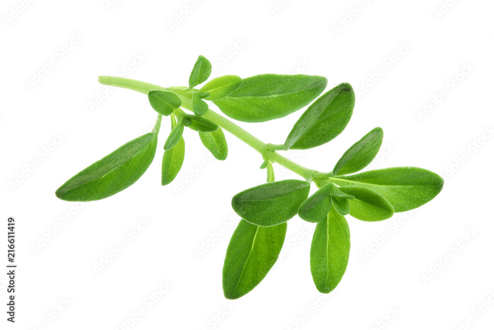 Fresh thyme spice isolated on white background Fresh thyme spice isolated on white background