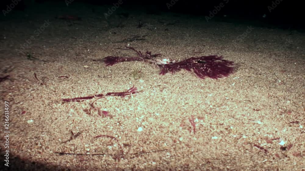 Small crab runs fast on the seabed in the Galapagos. Amazing life of underwater nature world. Scuba diving. Small crab runs fast on the seabed in the Galapagos. Amazing life of underwater nature world. Scuba diving.