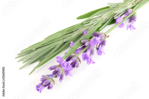 Twig of lavender with leaf isolated on a white background