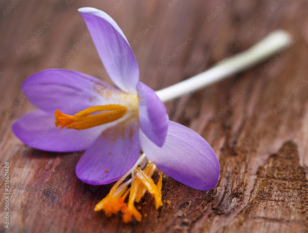 Fototapeta Kwiat krokusa szafranowego