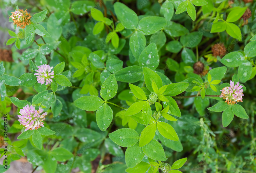 Background of the flowering red clover Background of the flowering red clover