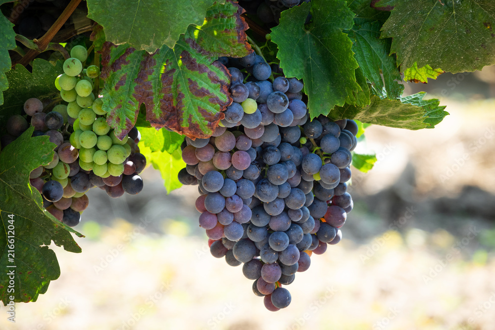 Blaue Trauben auf Weinrebe