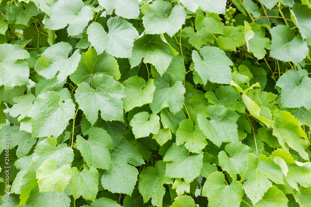 Fototapeta premium Background of leaves of grapevine covered with water drops