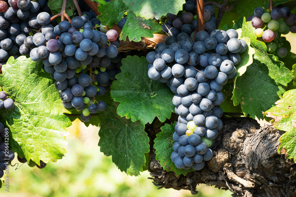 Blaue Trauben auf Weinrebe