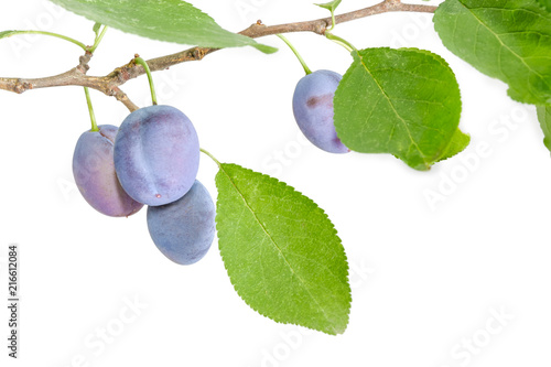 Plum branch with fruits close-up on a white background