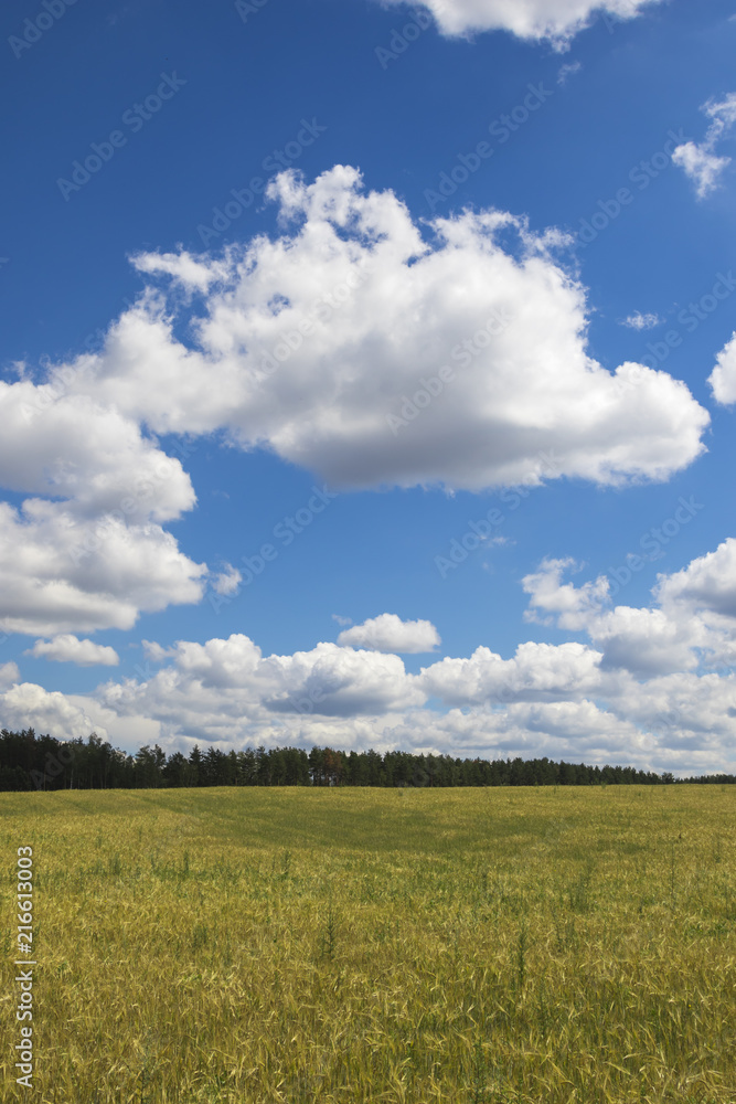 Golden wheat field against a blue sky and clouds Golden wheat field against a blue sky and clouds