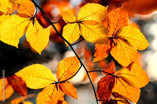 Beauty of autumn / wonderful fall colors in the forest :)