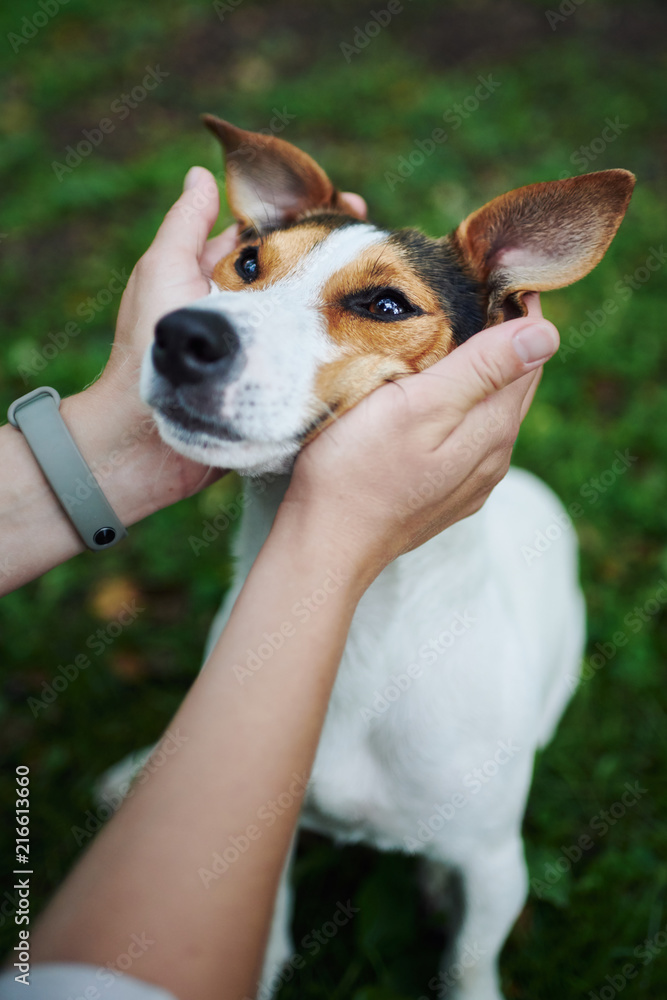 Hands of anonymous person petting cute dog on blurred background of lawn grass