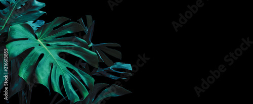 Monstera deliciosa or swiss cheese plant tropical leaves on black background photo